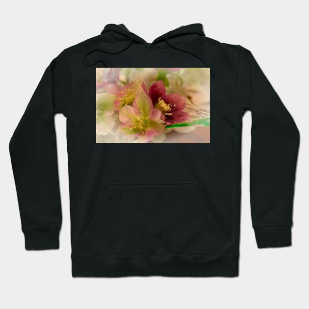 Hellebore Hoodie by Bevlyn